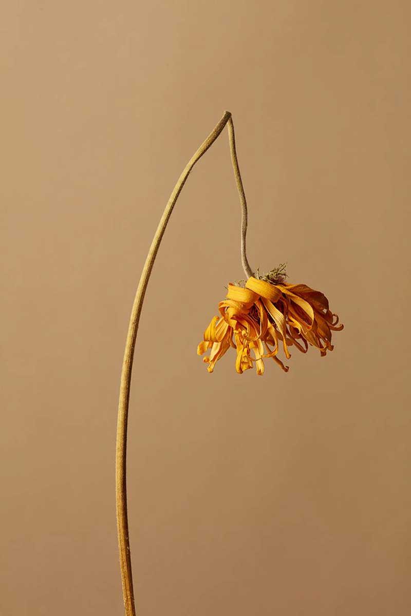 image representing what stress can do to the health of living beings, showing a dying flower