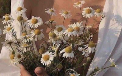 Roman Chamomile: The Soothing Ingredient for Sensitive and Dry Skin