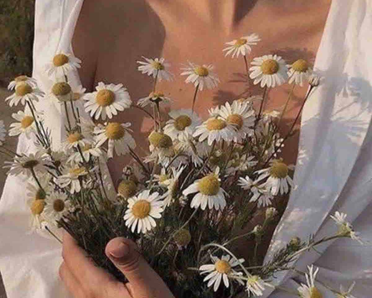 Cover image for the article Roman Chamomile: The Soothing Ingredient for Sensitive and Dry Skin