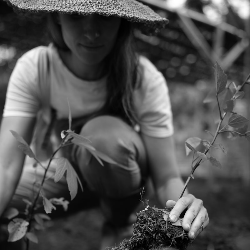 image of lavender and citrus flowers being prepared in the pharmarcy