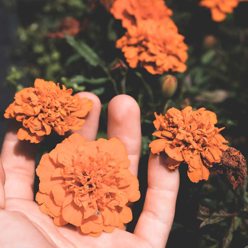 decorative image showing a hand holding beautiful flowers
