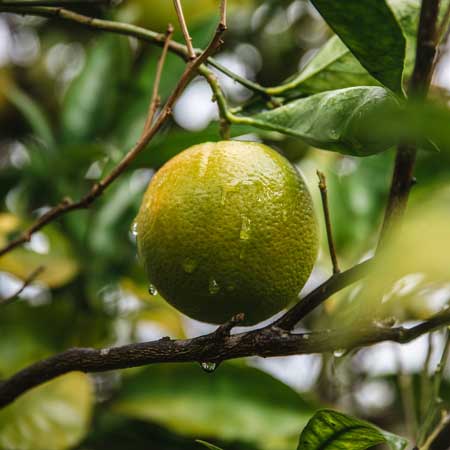 Image of the natural ingredient Lime in the Fields of Yarrow Garden