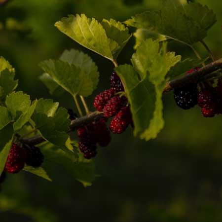 image of a mulberry fruit on the plant in the garden of natural ingredients of Fields of Yarrow<br />
