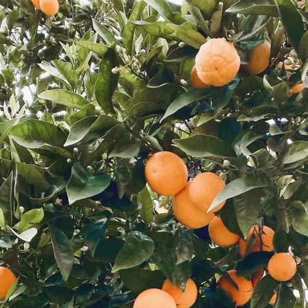 image of an orange tree from below