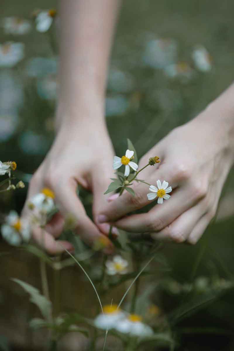 girl picking roman chamomile from the ground