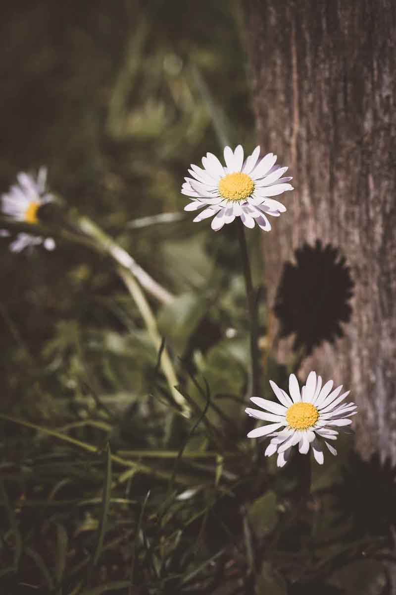 roman chamomile picture 