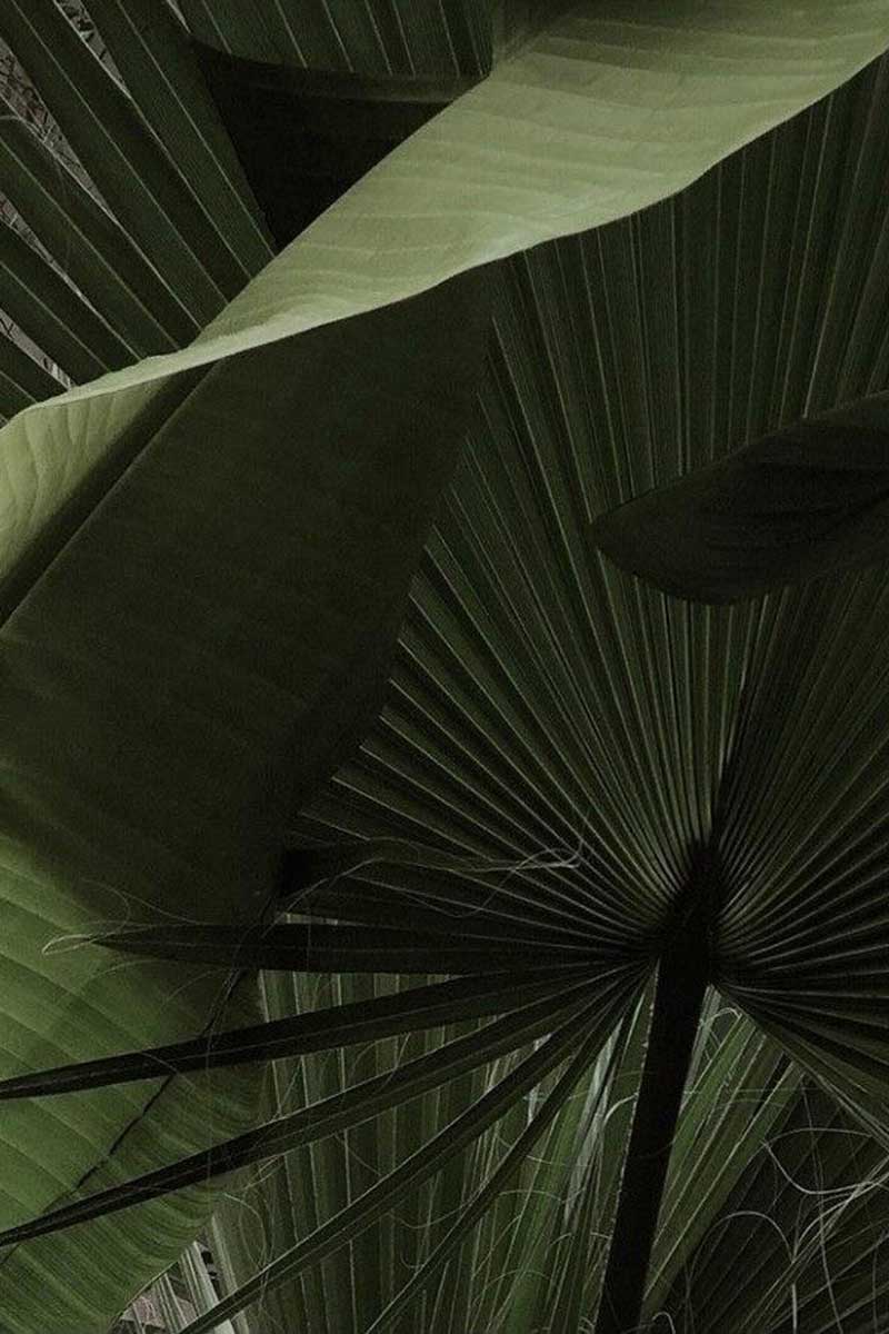 Decorative image showing a forest with plants 