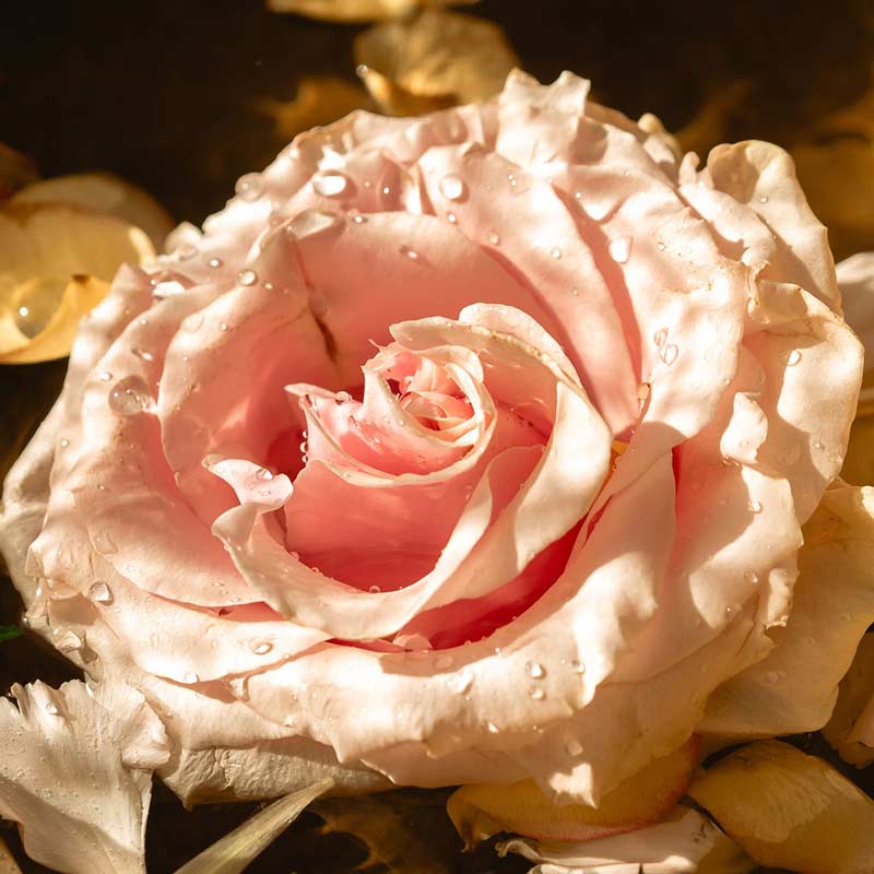 picture of a rose used to extract the ingredients needed to make natural facial oils