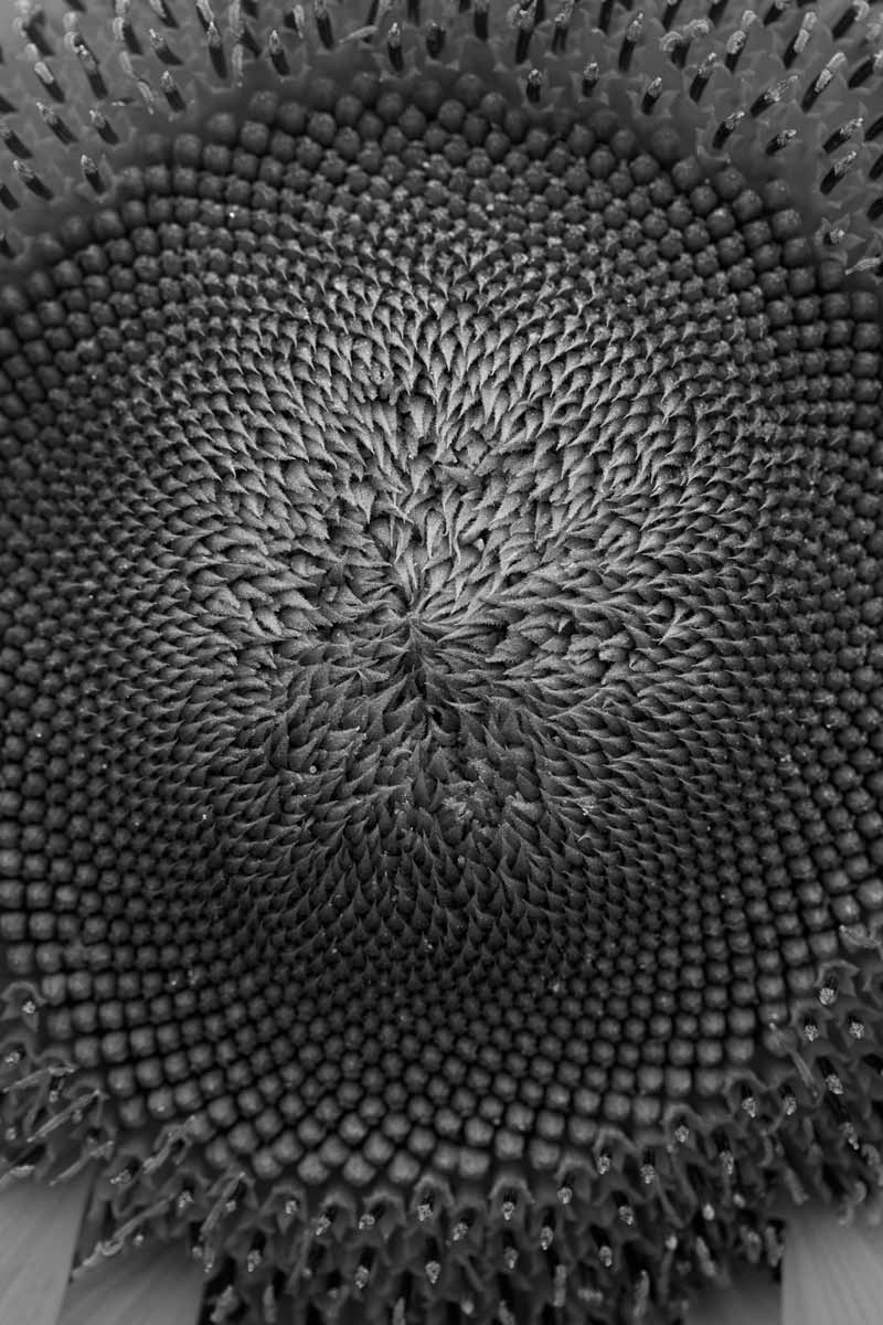 closeup black and white picture of a sun flower used amongst skincare natural ingredients