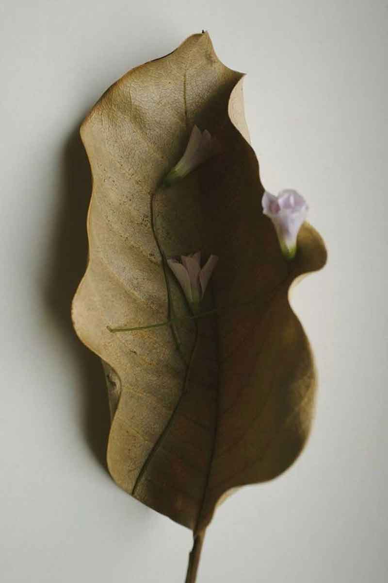 image of a dry leaf symbolizing the abuse of the term green in the context of greenwashing