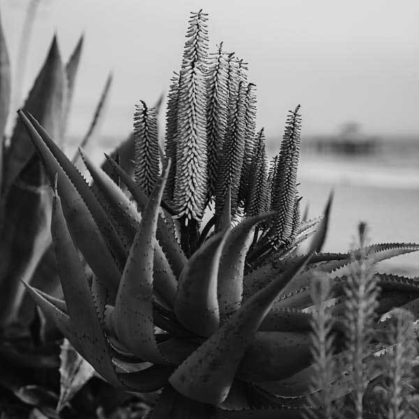 image of aloe vera in nature, in black and white, used as natural ingredient against acne