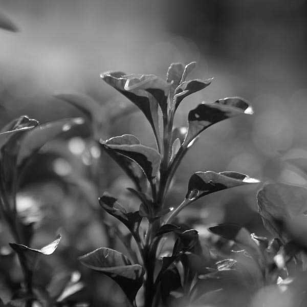 black and white picture of green tea used by fields of yarrow as natural ingredient against acne