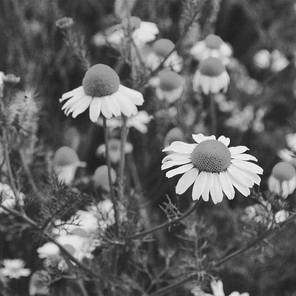 bw image of chamomile of which extract is used by fields of yarrow as a natural ingredient against acne