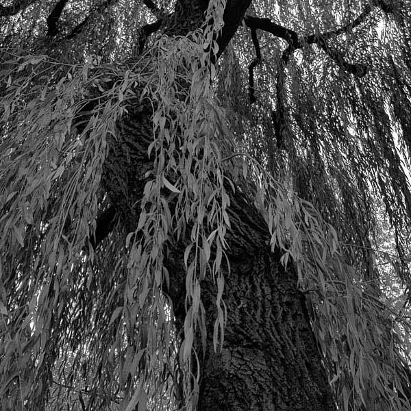 picture of a willow tree from which is extracted the natural anti acne ingredient salicylic acid