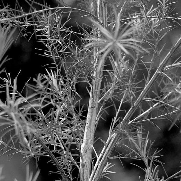 Super C Spirulina and Moringa Clarifying cleanser, a product by fields of yarrow, for the Nighttime Skincare Routine for Acne