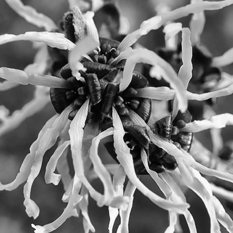 picture of american witch hazel used as natural ingredient to fight acne