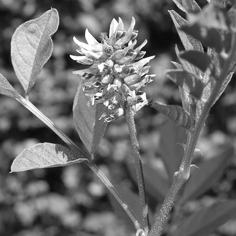 black and white picture of liquorice root used as a natural skincare ingredient to fight acne symptoms