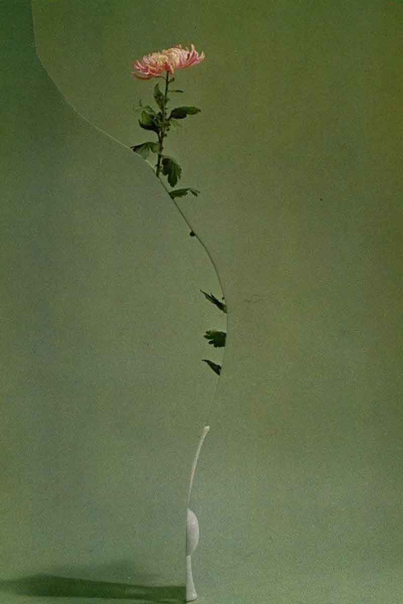 picture of a flower used as an ingredient in natural skincare