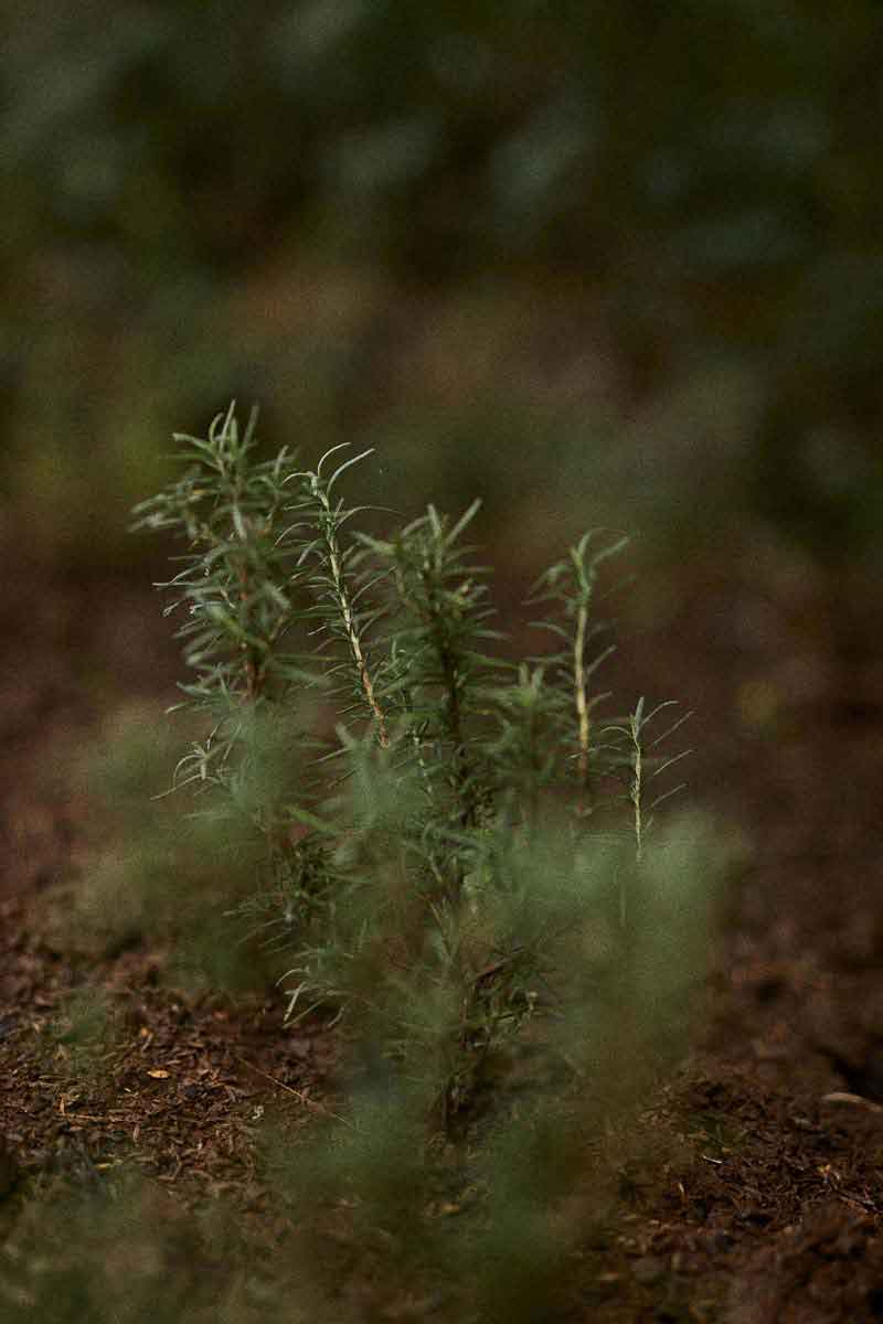 image of rosemary, one of the ingredients in sustainable skincare