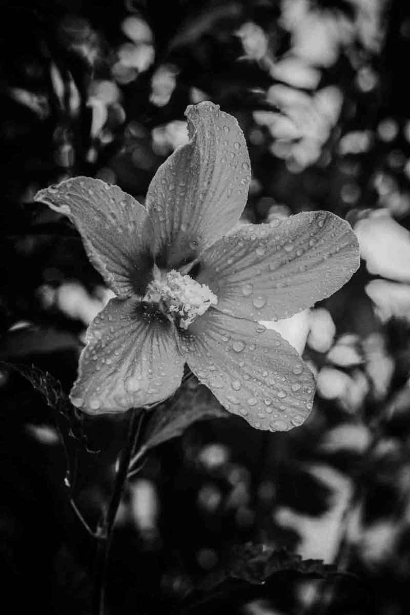 black and white picture of a hibiscus flower