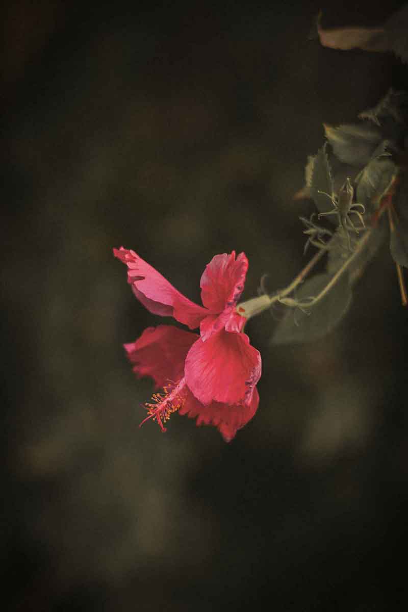 picture of a red hibiscus flower one of the natural ingredients of fields of yarrow skincare products