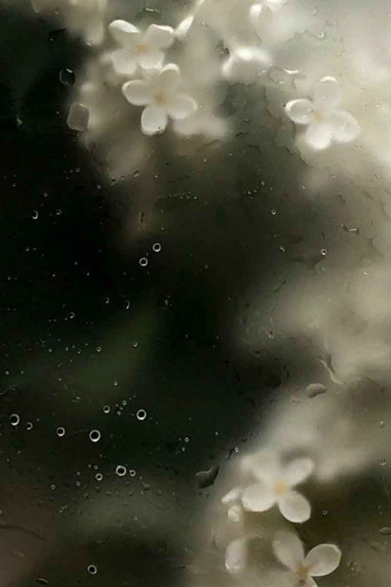 decorative picture showing flowers underneath a condensed opaque glass