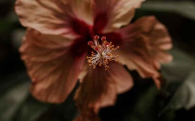 Hibiscus: The Natural Anti-Aging Ingredient Your Skin Needs