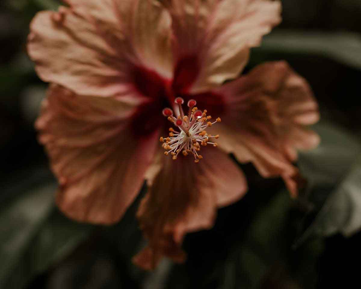 Picture of an hibiscus the anti aging plant