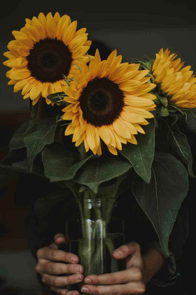 image of a composition of sunflowers inside a glass vase