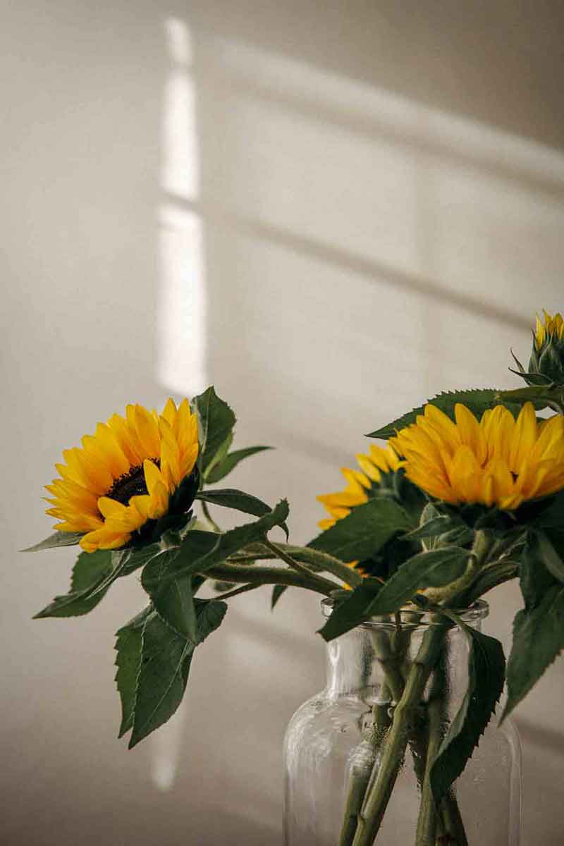 image of a glass vase of sunflowers in a room