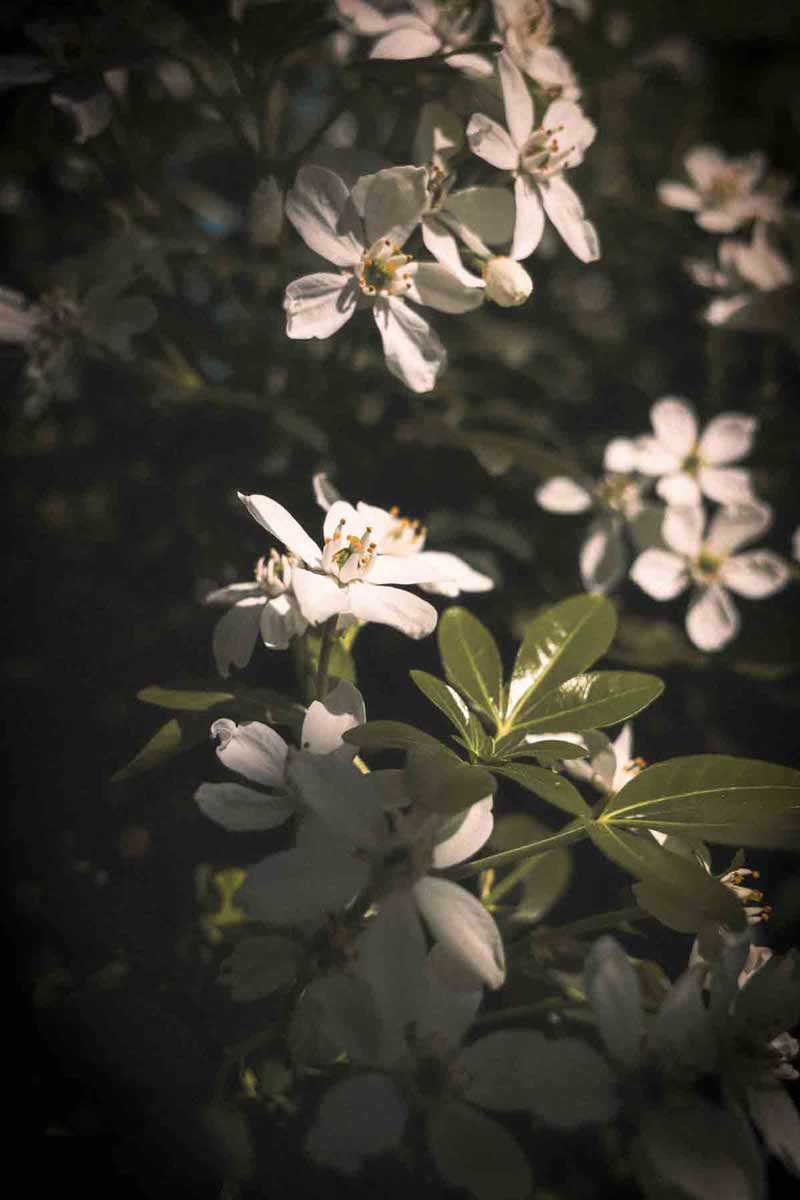 picture of healthy orange blossoms during spring