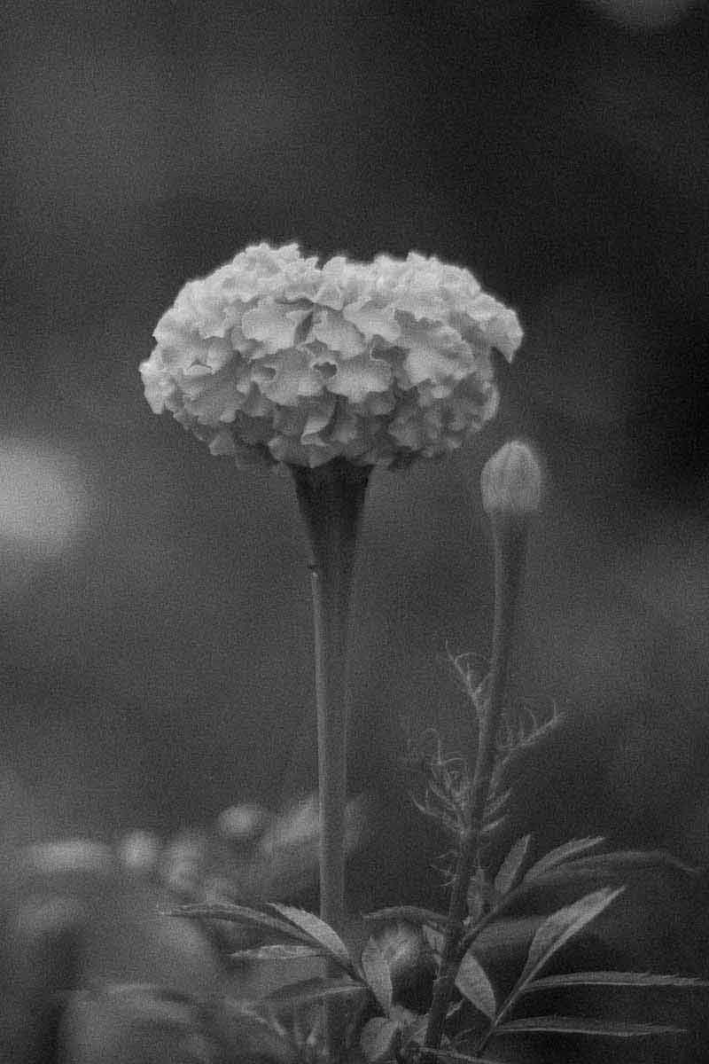 black and white picture of a marigold flower, excellent ingredient for products for dry skin