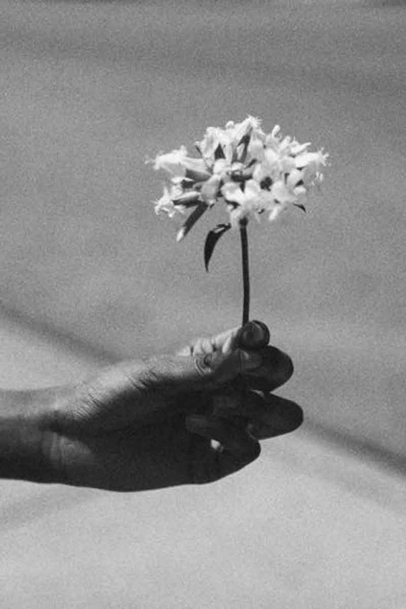 decorative black and white picture of a flower used to make botanical products for eye care