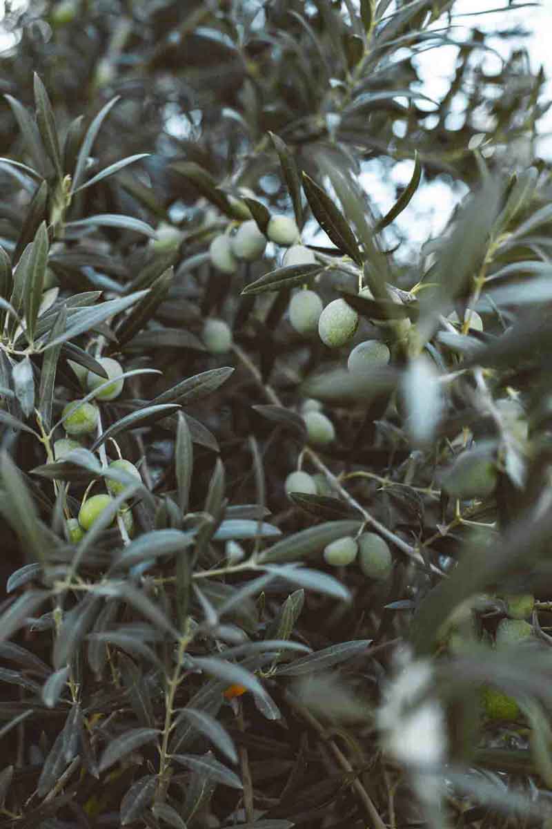 decorative image of an olive tree leaves