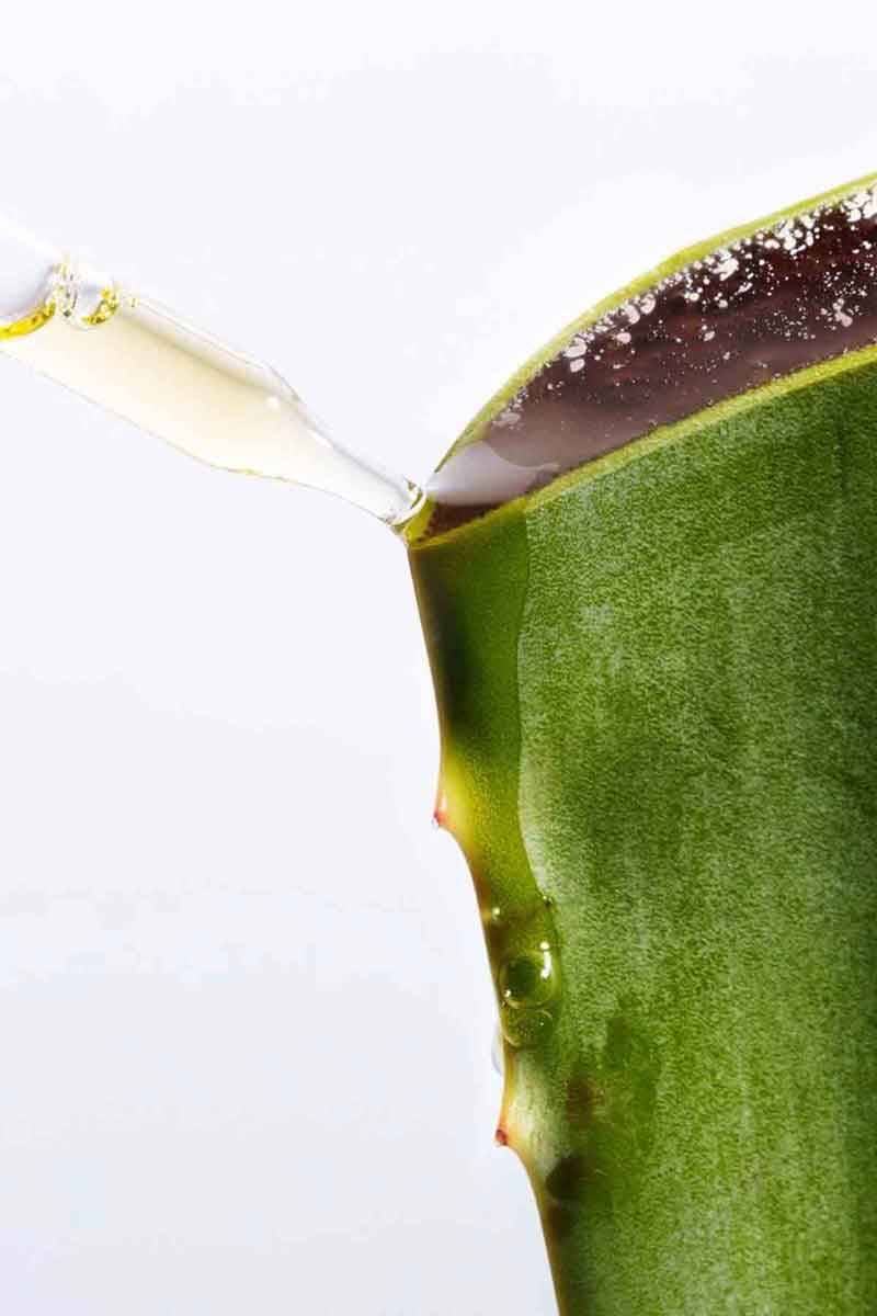 picture of an aloe vera plant, with which fields of yarrow produces moisturizers
