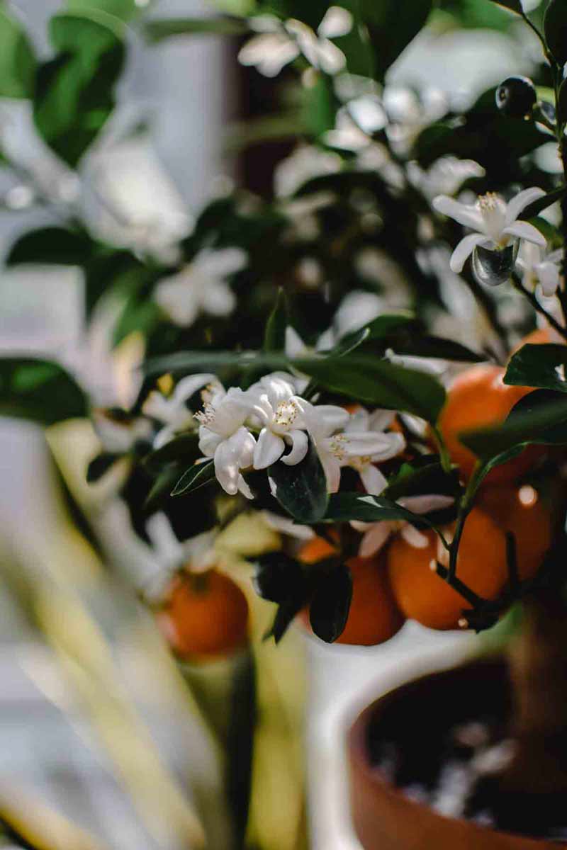 picture showing an orange tree full of oranges and orange blossoms