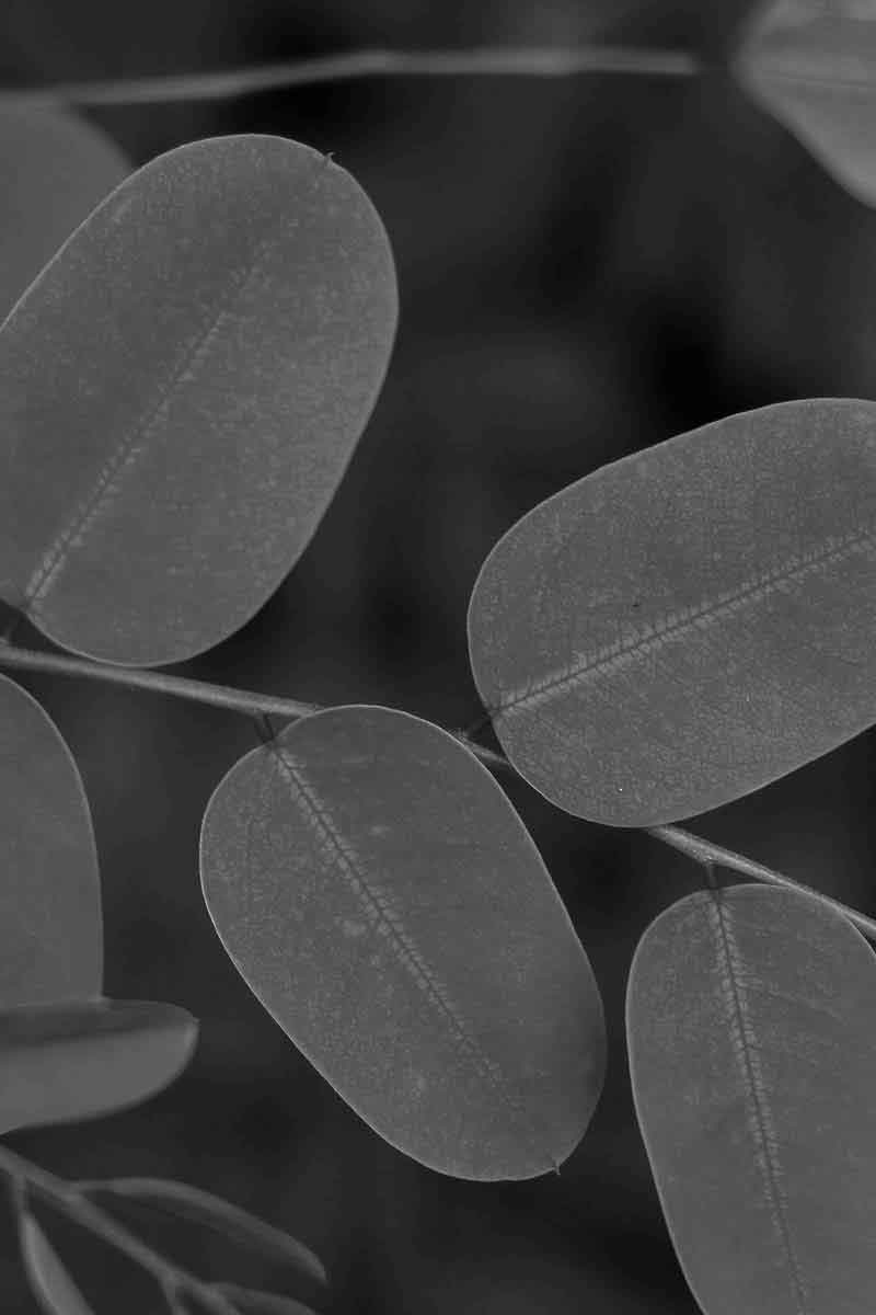decorative image of moringa leaves, used for products for dry skin