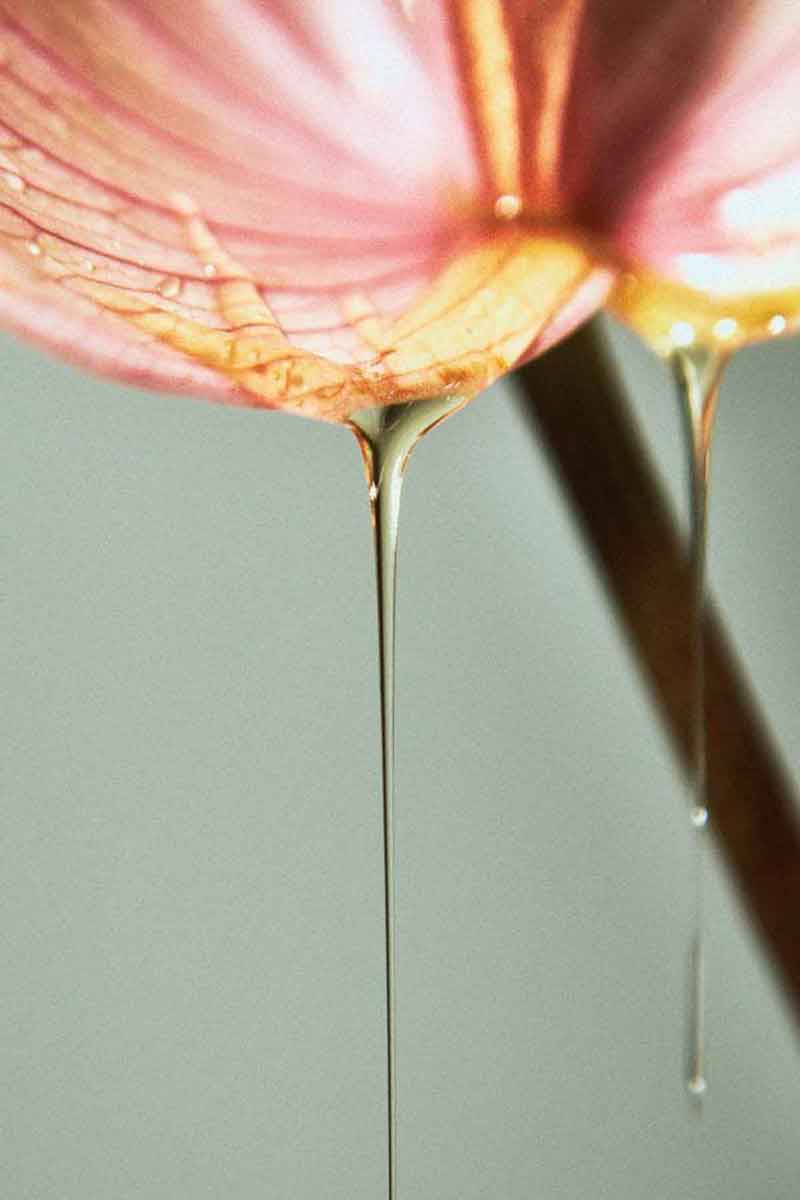 decorative picture of a dripping flower
