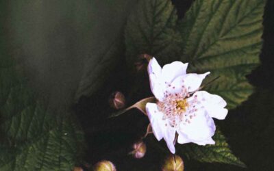 Mulberry Extract: A Brightening Ingredient for Dull and Tired Skin