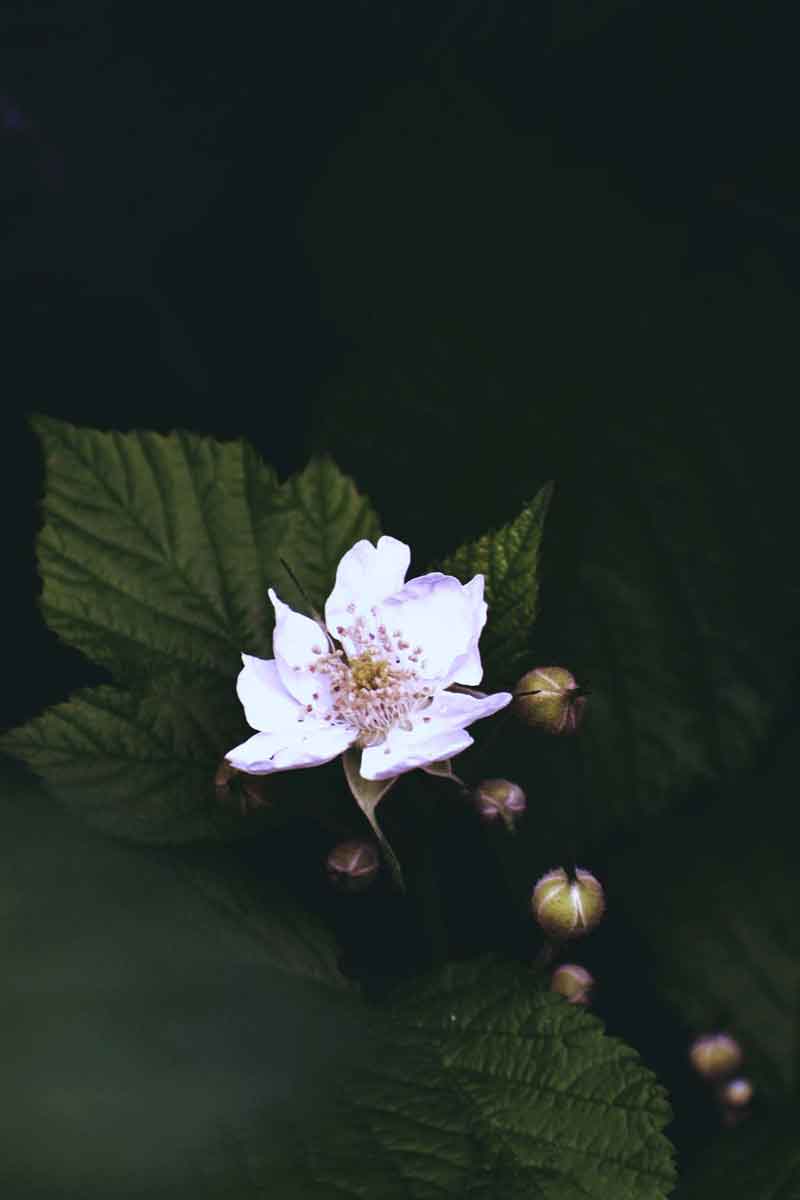 picture of the mulberry flower, from which the mulberry extract is obtained