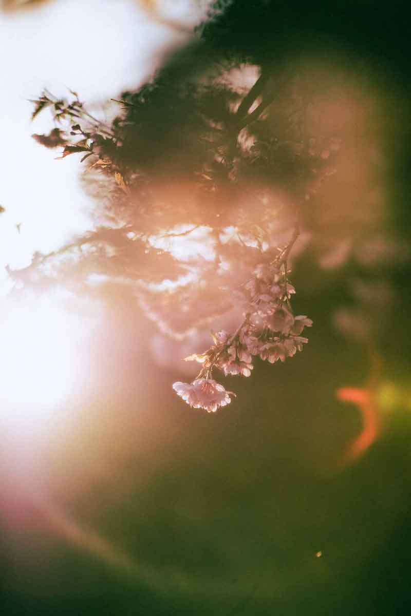 picture of a mulberry plant and its flowers flowating on a river at dawn