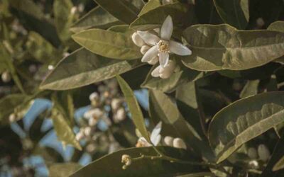 Orange Blossom Water: A Soothing Tonic for Sensitive Skin