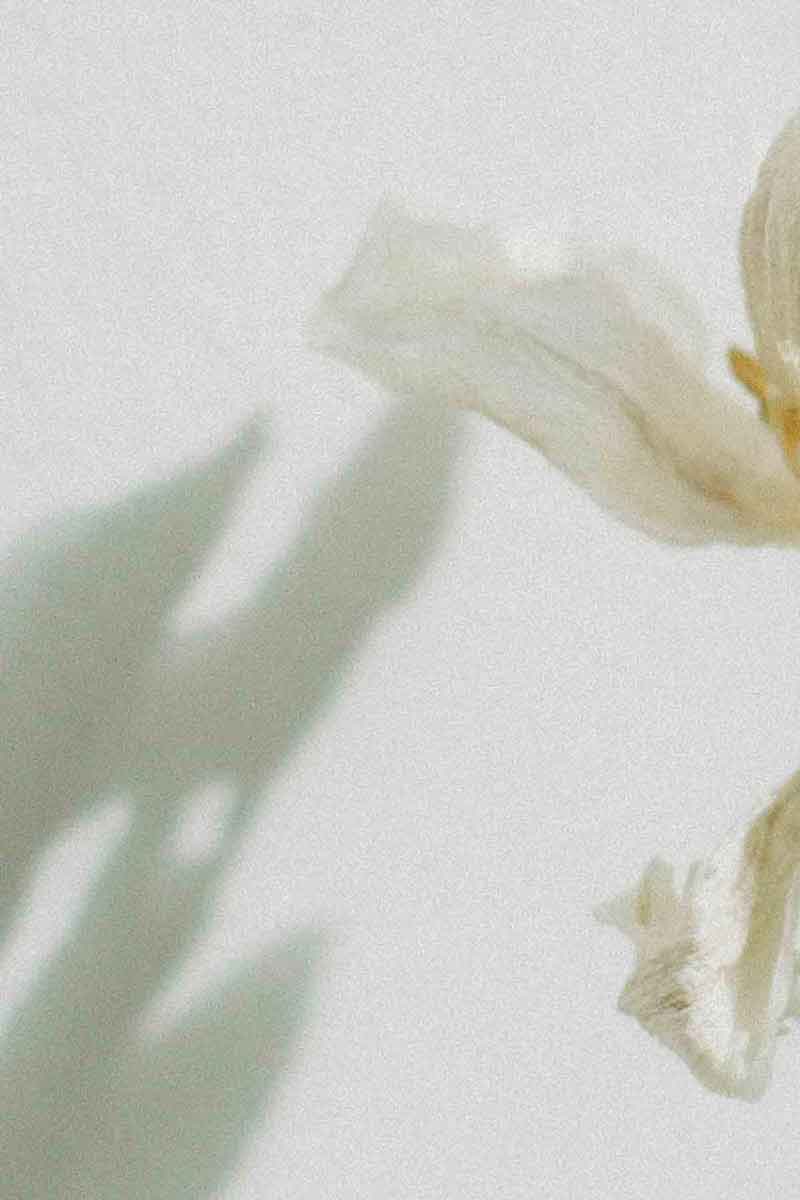 decorative image with flowers and petals