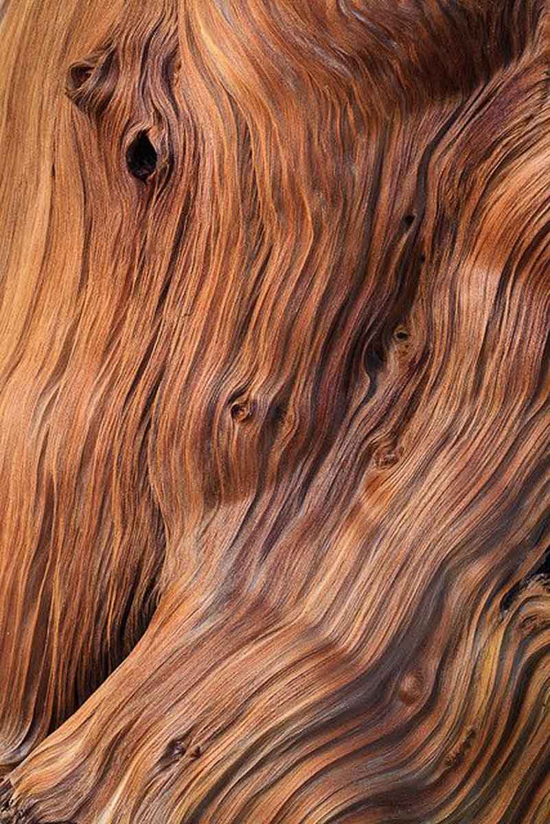 closeup image of wood, used in clean beauty as a skincare ingredient