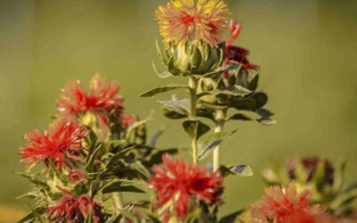 Safflower Oil: The Secret to Radiant Skin