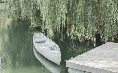 Salicylic Acid: The Acne-Fighting Ingredient for Clear Skin