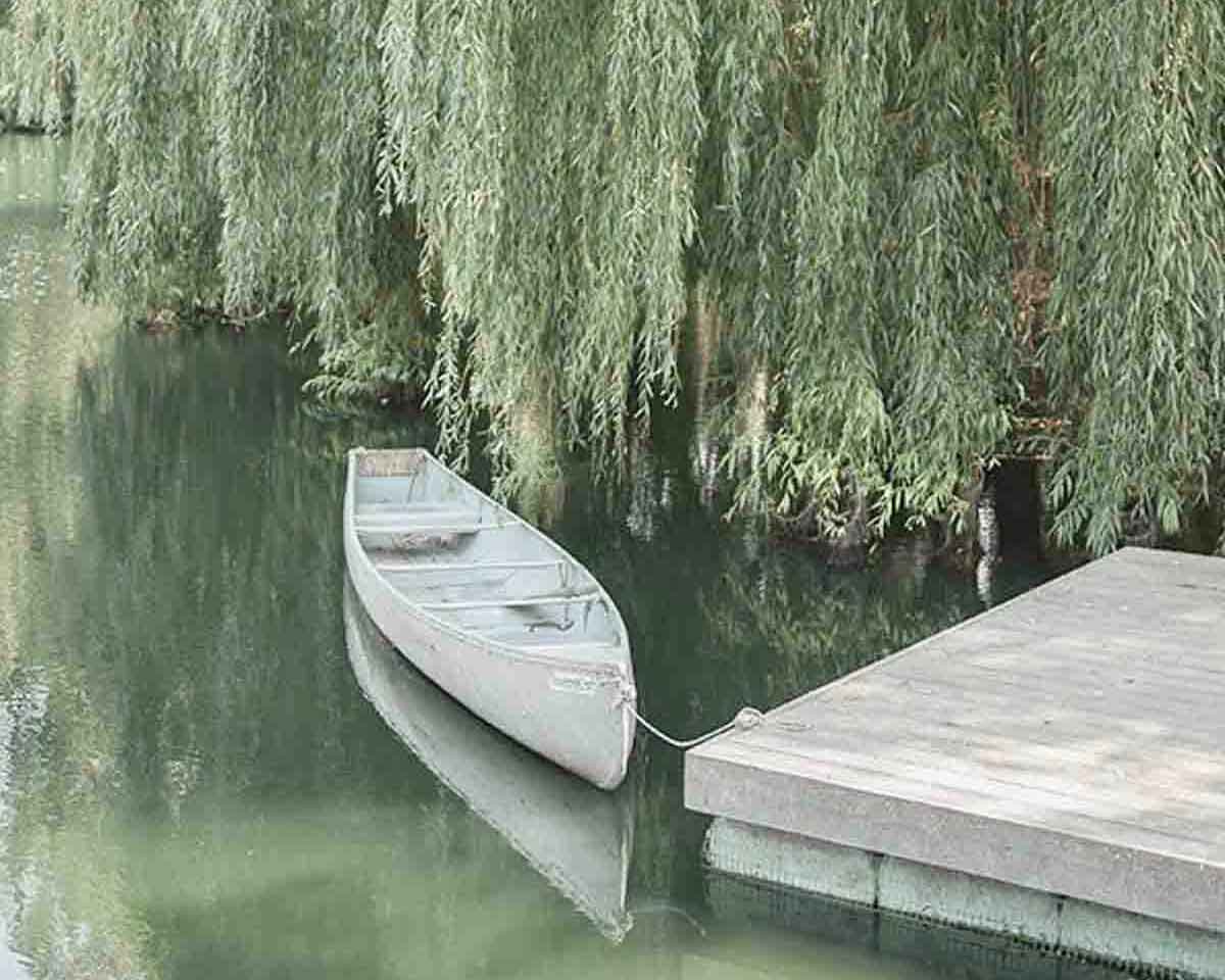 Cover image for the article Salicylic Acid: The Acne-Fighting Ingredient for Clear Skin showing a willow tree on a lake with a boat