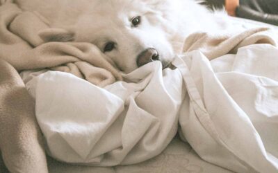 What Does Cruelty-Free Skincare Actually Mean