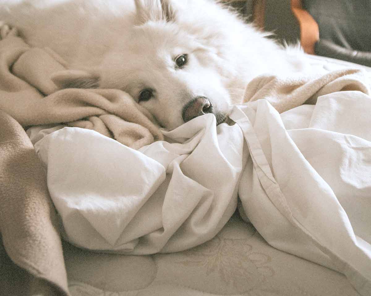 cover image about the article that explains What Does Cruelty-Free Skincare Actually Mean