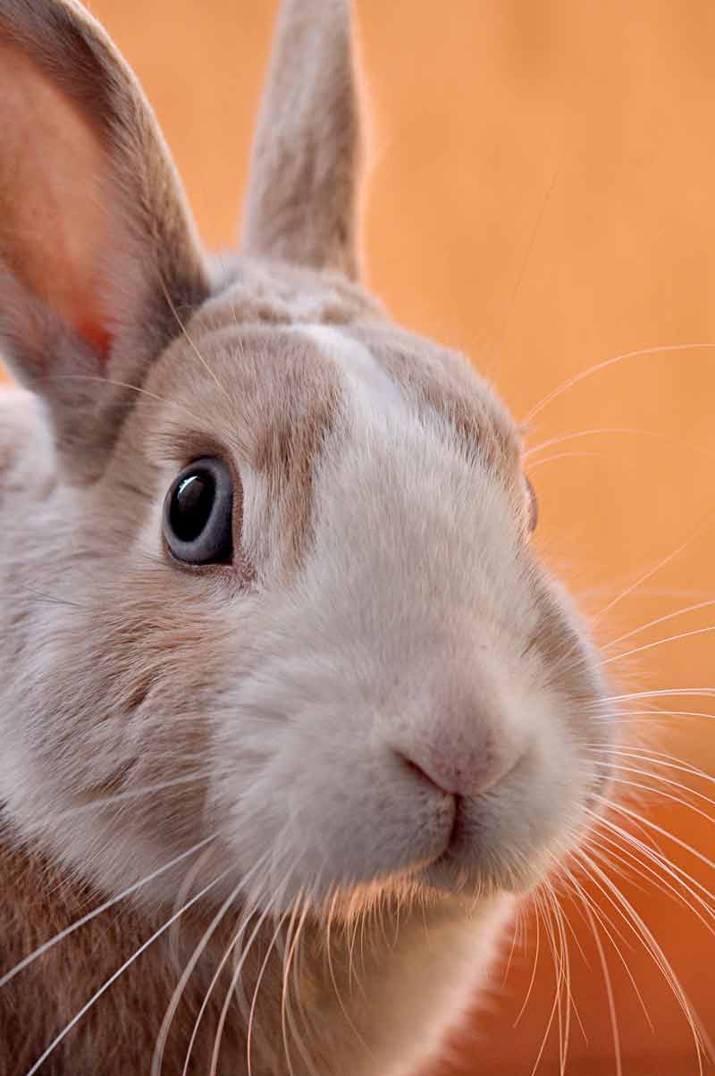 picture of a rabbit closeup on an orange background
